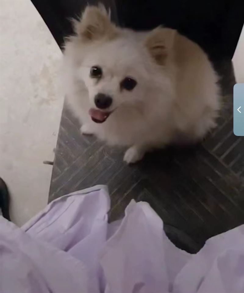 寻狗